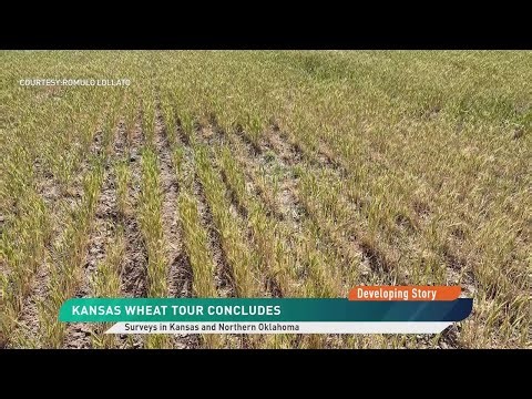 A Glum Wheat Forecast as Tour Ends