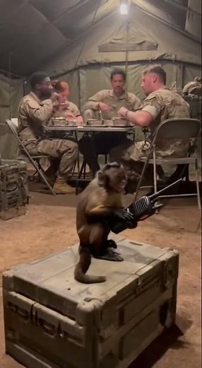 Monkey Mayhem in Military Camp