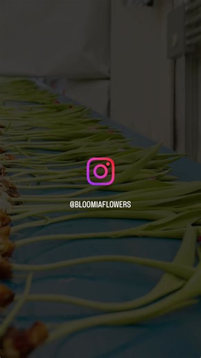 Chile Tulip Bulb Program | Part 5 It's time for us to start picking the tulips in the greenhouse! Our tabling system is programmed to deliver the tulips straight to our greenhouse crew who will place them on a belt to... so you know here the freshly po led tulips will go next? | Bloomia