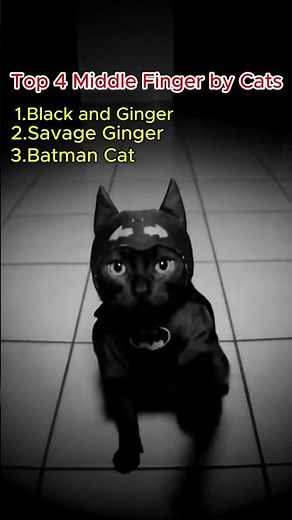 Top 4 "Middle Finger" Moments by Cats #animals #memes #funny #ai #shorts
