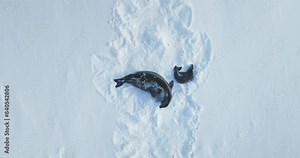 Weddell seal family resting on snow hill rookery, mother and child. Polar wildlife habitat exploration. Winter arctic wildlife animal behavior. Mother and baby wild animal. Aerial zoom out panorama
