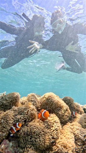 【沖縄・宮古島】野生のウミガメ、1分で会えました😳 #宮古島ウミガメ #宮古島 #宮古島シュノーケル
