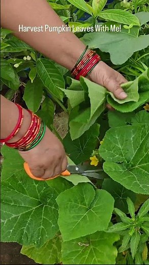 Quiet Morning Harvest | Edible Pumpkin Leaves