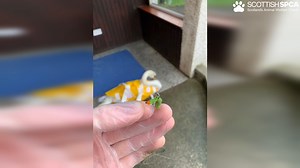 6K views · 192 reactions | Swimming away from 2021 like...藍 Animal rescue officer Ryan rescued this swan at the Helensburgh Reservoir who had a fishing hook caught in her beak. Ryan freed her and released her back to her mate. They were very happy to be reunited! Have a wonderful Hogmanay everyone! | Scottish SPCA | Facebook