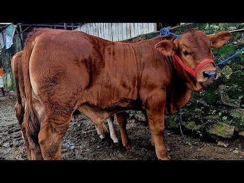 9 JUTA NEGO‼️PEDET SUPER CALON 1 TON UP | Pasar Sapi Jatirogo