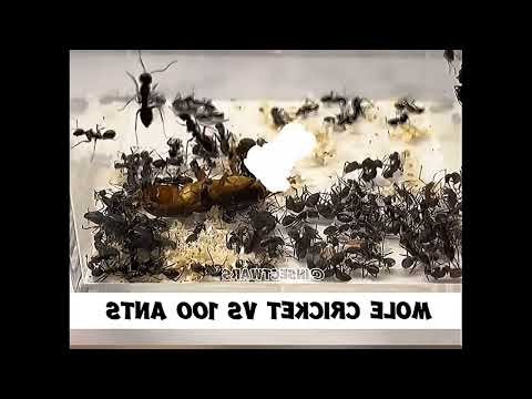 Mole Cricket vs Ant Army – Ultimate Insects War Fight