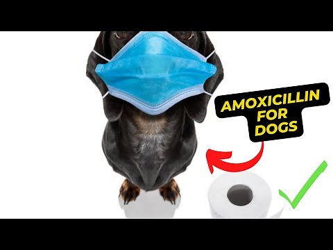 Amoxicillin for Dogs Understanding the Uses, Dosage, and Potential Side Effects