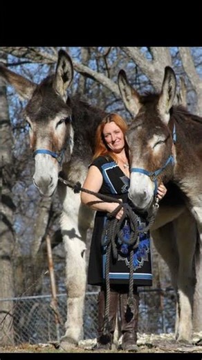 সবচেয়ে বড় গাধা প্রজাতি (American Mammoth Jackstock)