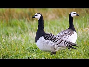 Barnacle Geese (Branta leucopsis) / Weißwangengänse [1]