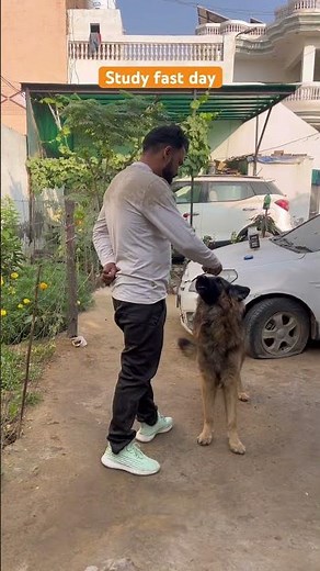 German Shepherd Learns Fast in One Day | Smartest Dog Training Skills #germanshepherd #dog #viral