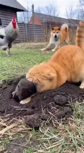 “Mole Screams! 😖🕳️ Cat Attack Sparks Wild Dog–Cat Clash 🐶🐱💥#shorts #animals#cat#dog