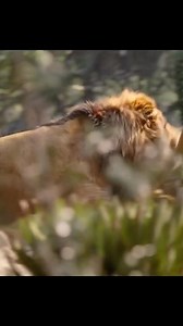 992K views · 33K reactions | War between simba and Nala Part 3 | SM Global Prince Film Production | Facebook