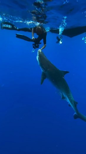 17K views · 403 reactions | Shark updates. @juansharks is featured here redirecting Shark ID Kali... - | Ocean Ramsey | Facebook