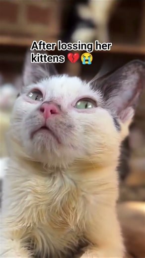 Caring for Cats: What to Do If Your Cat Loses Her Kittens. #CatCare #PetLoss #Kittens #CatGrief