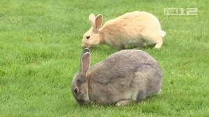 41K views · 293 reactions | Do not feed the bunnies. It could cost you $500. Full story: httpskptv.tv/2n0dWj0 | FOX 12 Oregon | Facebook