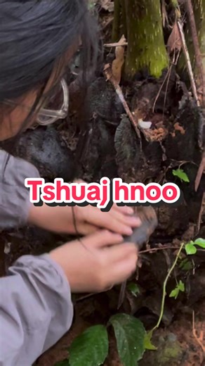 Tshuaj Hnoo: Understanding Its Role in Digestion