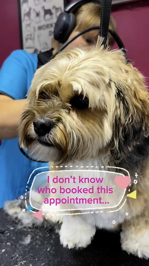 We’ve seen this look before.#lDogGrooming#SpaDayMood#DogPersonality#SassyDog#DogWithAnAttitude#PetGroomerLife | Precious Paws Dog & Cat Grooming, LLC