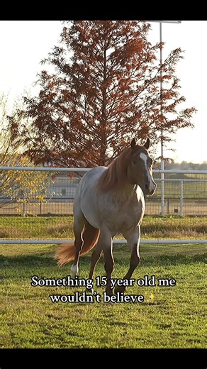 147_15 year old me was bewildered watching some young amazing stallion named VS Code Red showing in the western riding✨🥹 #VSCodeRed #stallionsoftiktok #aqhastallion #redroan #foryou #foryoupage #fypシ #fyp #reels #reelsviral #reelsfb | Dull Women’s Club Community