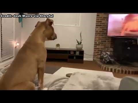 Dog's emotional reaction to 'The Lion King'