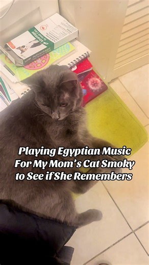 👑 Decided to play ancient Egyptian music to see if my mom’s cat Smoky remembers her royal roots... her reaction says it all 😂 Follow if you’re a cat lover who would treat this queen like royalty! @Jess 🏳️‍🌈 @🇪🇬Ancient Egypt🇪🇬 #fyp #cat #catlover