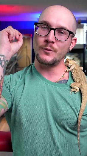 5.2K views · 159 reactions | This Is One Of The Coolest Lizards On The Planet! | Wickens Wicked Reptiles | Facebook