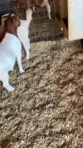 SOLD. 8 months old commercial Boer does available. Lucedale, MS | Arrowhead Hill Farm Boer Goats