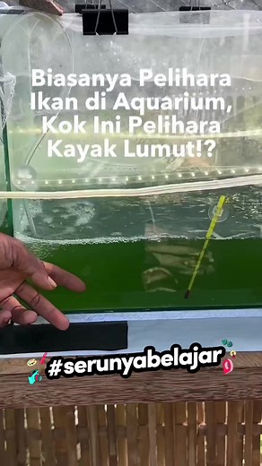 Membuat Proyek Food Tech di Rumah