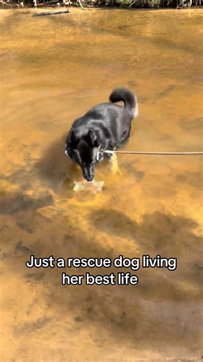 When we first adopted Athena last year, she was terrified of the water and had no desire to go in. Yesterday when we went on a hike, she jumped right into this little creek and absolutely loved it. Watching her blossom into a more confident dog has been such a blessing 🩵🥹 #dogsoftiktok #dogtok #dogmom #hike #swim