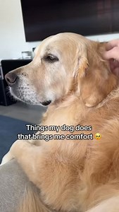 My dog’s love language? Comforting me in ways words never could 🥹 My sweet Luna turns 9 tomorrow 🤩 I can’t believe my goofy, zooming puppy is already 9. She’s still the light of my days, my best friend, and my heart dog forever 🥹❤️ #dog #goldenretriever #weeklyfluff #dogoftheday | lunas_golden_life