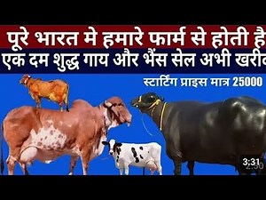 📞8570068851/हमारे यहां सभी प्रकार के गए और भैंस मिलतेहैं ऑल इंडिया डिलीवरी फ्री होती है#buffalo #cow