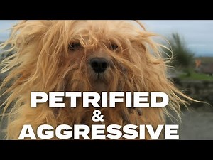 Terrified and Aggressive Dog Gets Calmed and Groomed | Rescue Grooming Tutorial