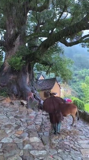 #Aidu Incentive Program #JiangnanRain