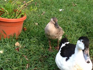 Gosling keeps falling on his back, and I don't know what to do.