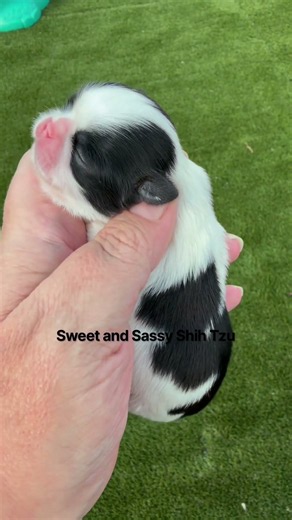 Black and White Shih Tzu “Scribble” #shihtzupuppy #shihtzu #shihtzulovers #puppy