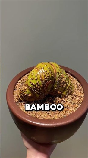 How they transform this bamboo into something special 🤯