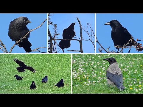 Compare Calls - Rook, Raven, Carrion Crow, Hooded Crow, Jackdaw