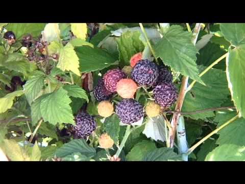 Spotted Wing Drosophila