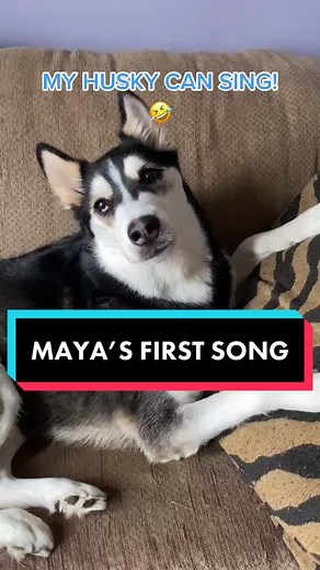 Husky Sings Her First Song - Viral Singing Dog