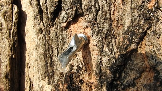 The tap used for collecting sap is called a spile. | Friends Of Seneca Creek State Park (FOSCSP)
