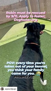 252 reactions · 298 shares | @azpoundpups !! !! 1 year old Robin...