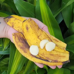 11K views · 223 reactions | Banana and garlic and their benefits! | Wonderful Recipes and Tips | Facebook