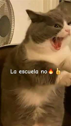 la escuela no🔥👍 #gatos #michis #humor #memes #risa #no #shortvideo #escuela #gatitos #music