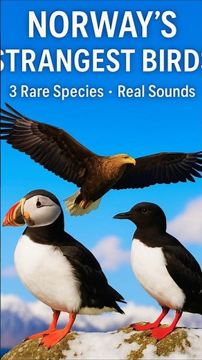 Bird Sounds & 5 Rare Calls – Relaxing Nature Audio for Sleep, Study & Deep Focus (No Music