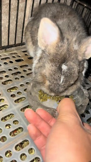 #DwarfRabbitFamily #RabbitLifeAdventures #BunnyLoversUSA #CuteRabbitMoments #FluffyRabbitWorld #TinyRabbitFun #DwarfBunnyMagic #RabbitVibesOnly #BunnyLoveStory #TinyRabbitMagic #FluffyBunnyDays #DwarfRabbitJoy #RabbitHappiness #BunnyWorld | The Growth of a Dwarf Rabbit