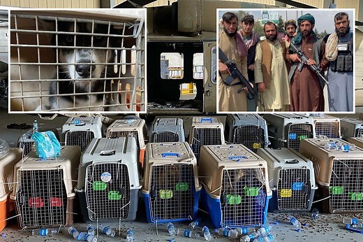 Dogs abandoned in Afghanistan facing slaughter at hands of the Taliban