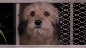 Benji Returns to Warm Everyone's Heart in the Netflix Reboot of the Classic Dog Hero Film
