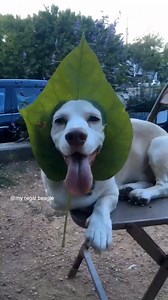 15K views · 1.1K reactions | Mixed breed. Part dog, part tree. | my regal beagle | Facebook