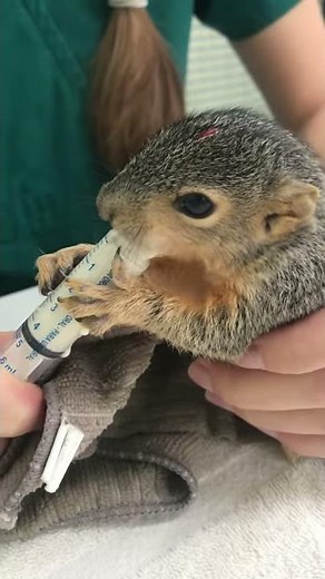 baby squirrel feeding
