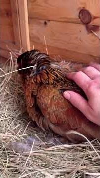 Chickens and ducks on the funny yard farm