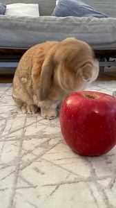 Bunny bloopers, because Cinna is not a paid actor. 🥹 . . . #bunny #rabbit #hollandlop #bunnies #cute #hollandlopsofinstagram #bunniesofinstagram #cutebunny #cutepet #housebunny #freeroambunny #bloopers #mistakes #ooops #photobomb #throwback #memories #bunnylover #bunnylove #cuteanimals #sillyanimals #babybunny #bunniesofinsta #petsofinsta | Runcinnabunrun
